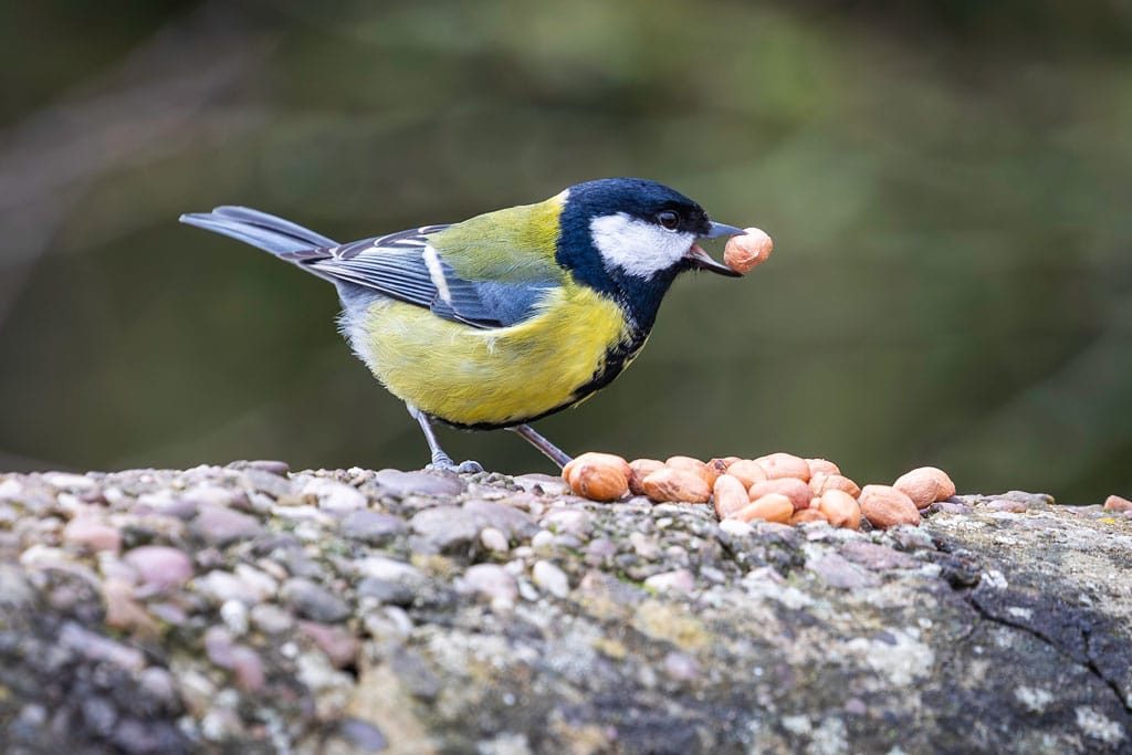 RSPB Middleton Lakes, Staffordshire, March 2024