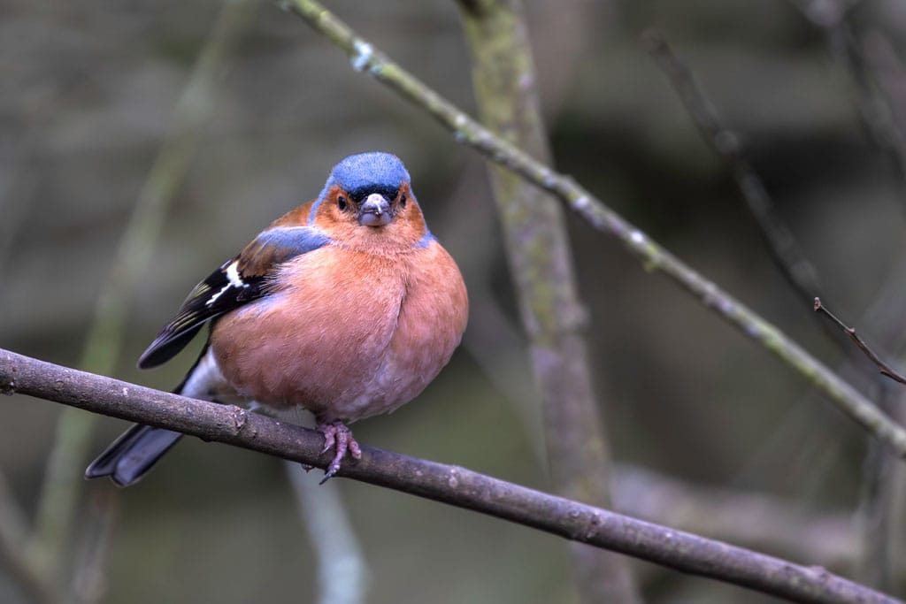 RSPB Middleton Lakes, Staffordshire, March 2024
