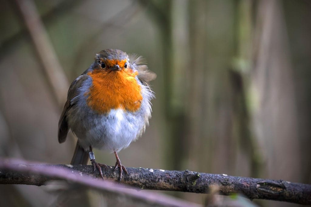 I joined the RSPB and you should too!