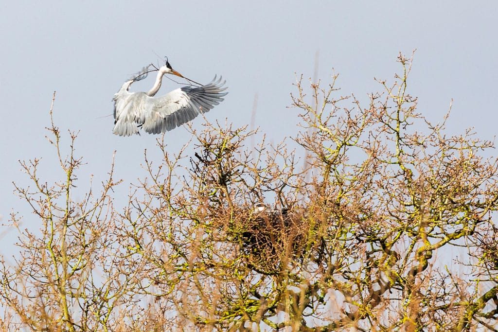RSPB Middleton Lakes, Staffordshire, March 2024