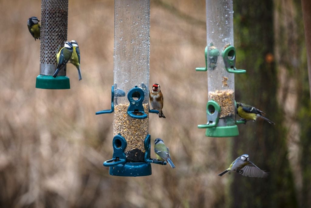 RSPB Middleton Lakes, Staffordshire, March 2024