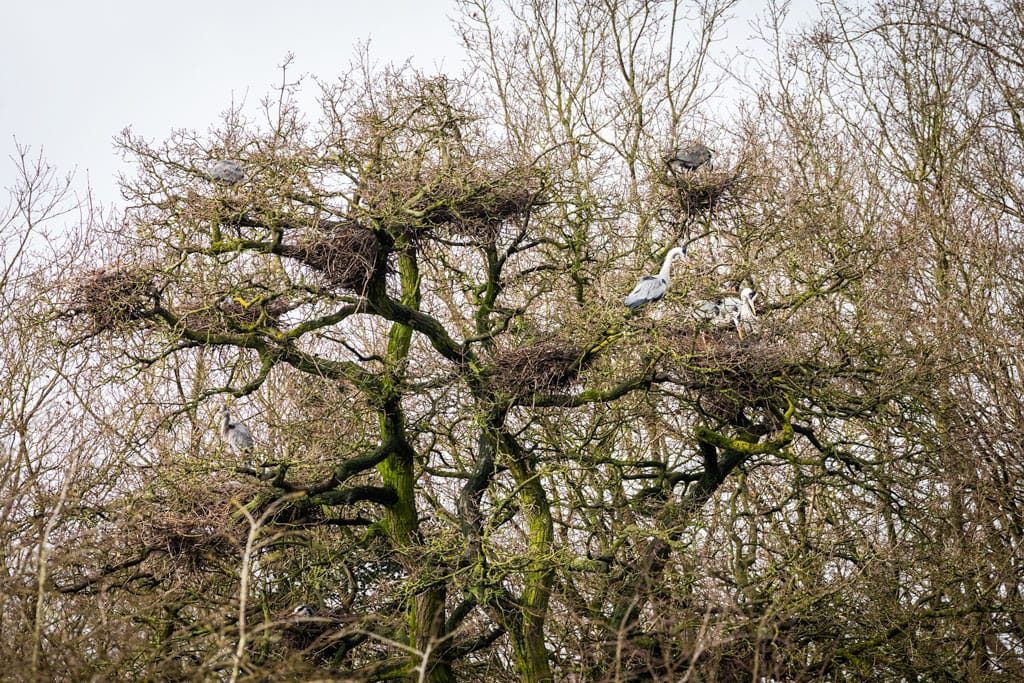 RSPB Middleton Lakes, Staffordshire, March 2024