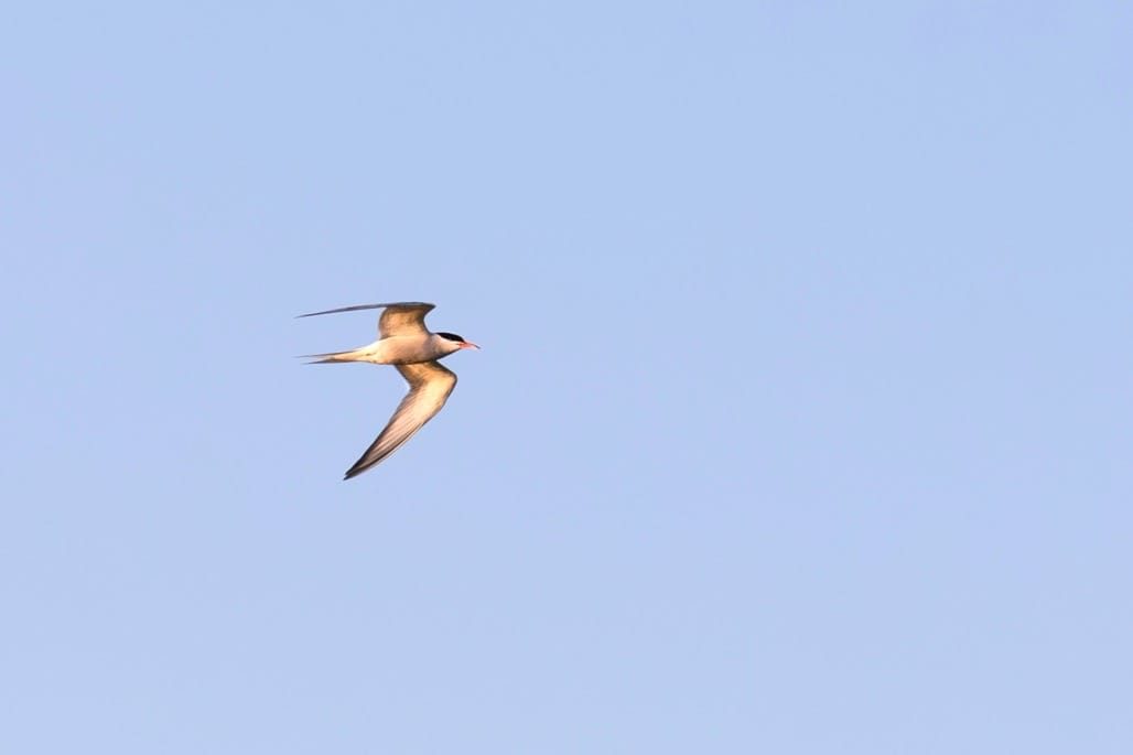 Middleton Lakes RSPB, July 2024