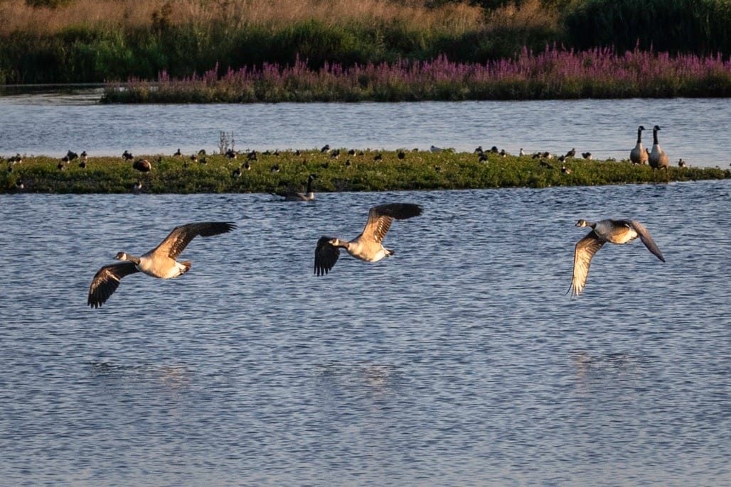 Middleton Lakes RSPB, July 2024