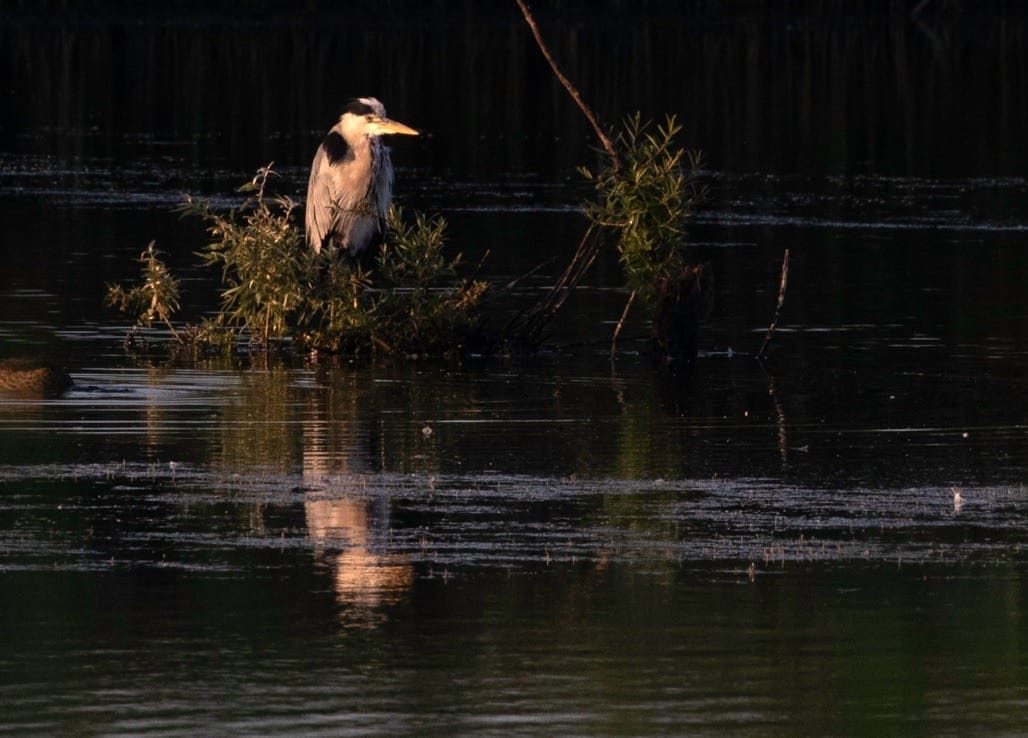 Middleton Lakes RSPB, July 2024