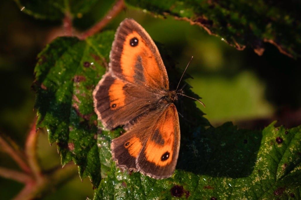 Middleton Lakes RSPB, July 2024