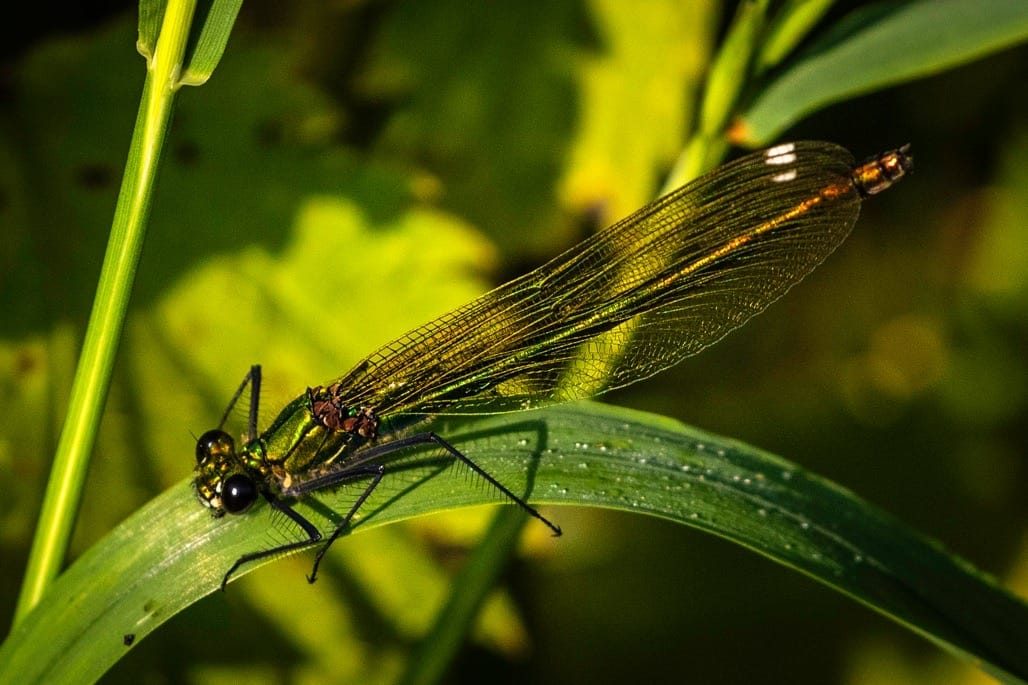 Middleton Lakes RSPB, July 2024