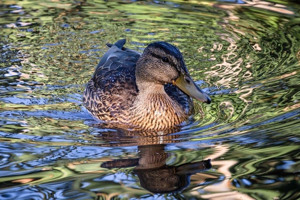 An early start to Middleton Lakes RSPB