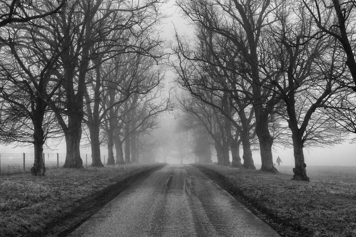 Tree lined entrance to Baddesley Clinton, December 2024