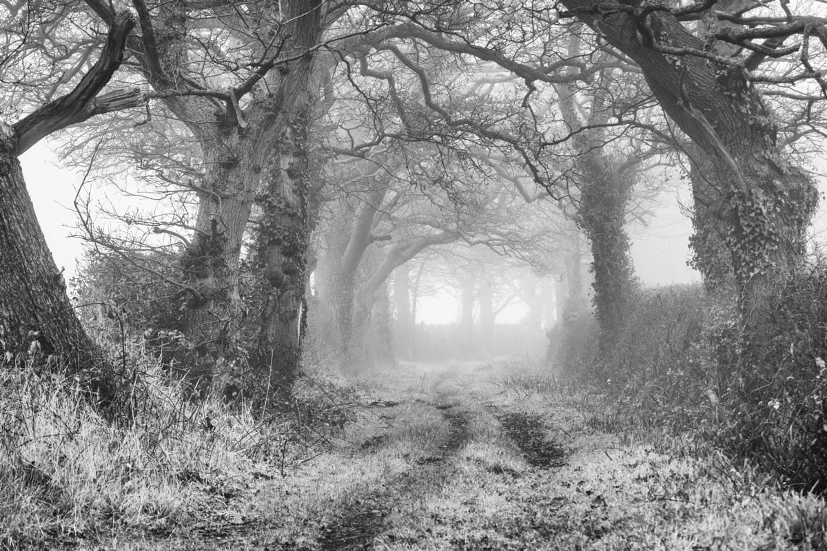 Trees in the Fog, near Baddesley Clinton, December 2024