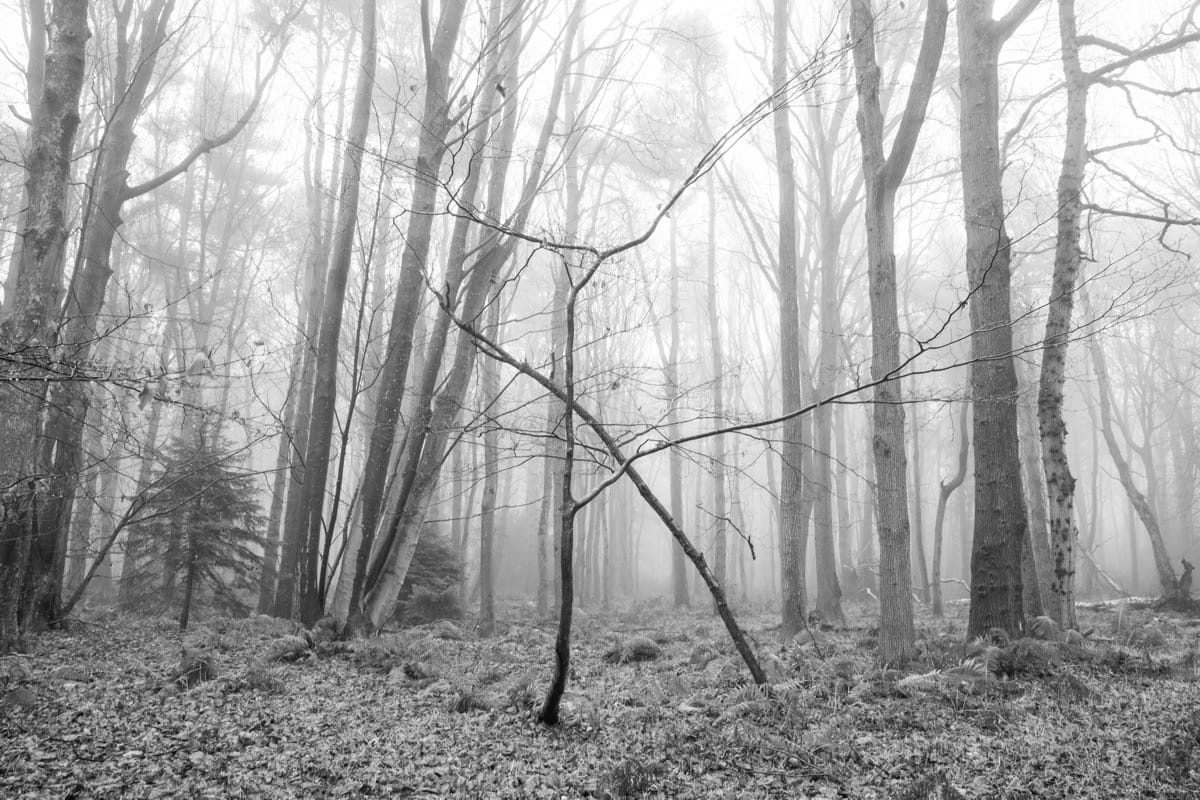 Hay Wood in the fog, December 2024