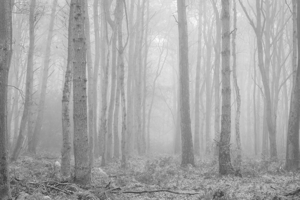 Eerie tree landscapes created by the fog