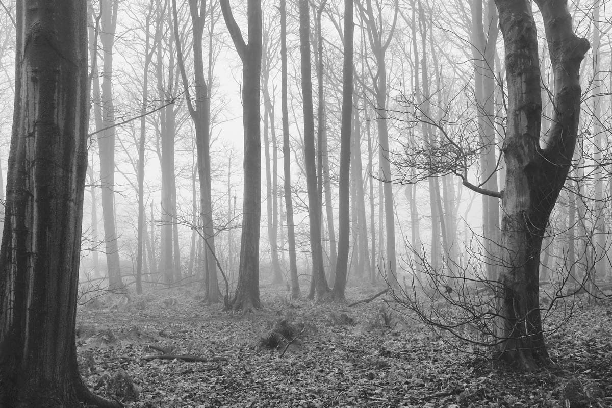 Hay Wood in the fog, December 2024