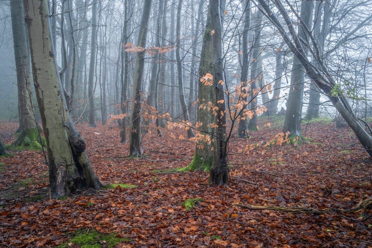 Hay Wood, December 2024