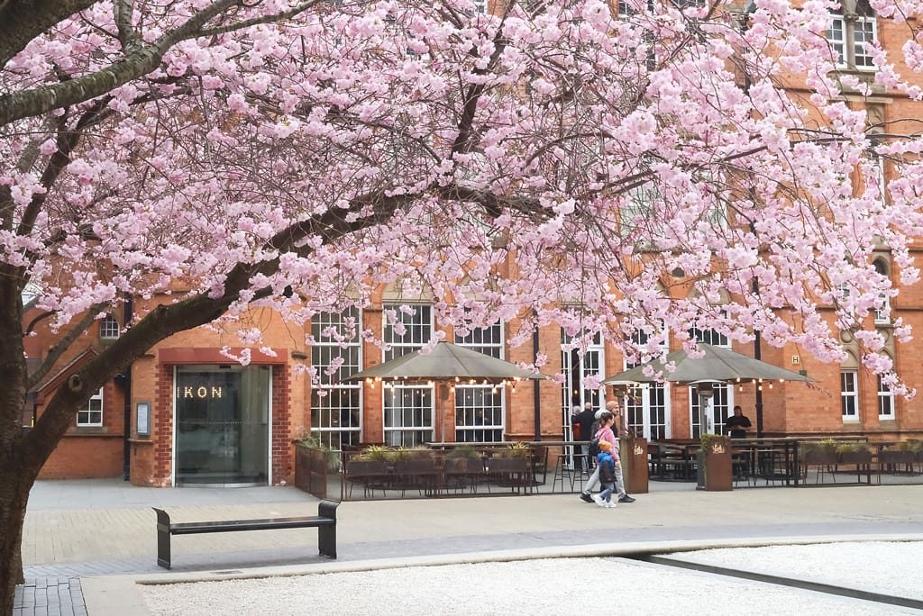The blossoms on Oozells Square herald the start of spring