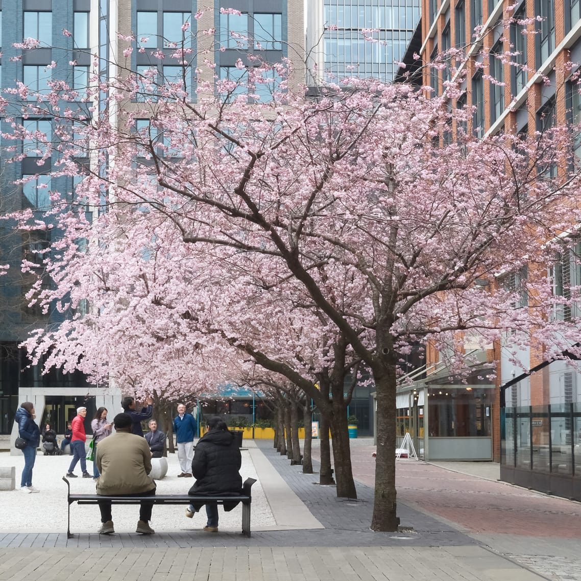 Blossom, Oozell's Square, March, 2025