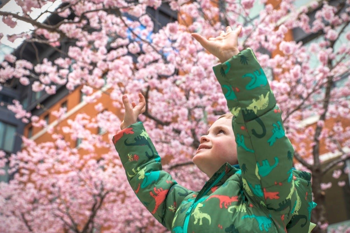 Cherry Blossom, Oozell's Square, Birmingham, March 2023