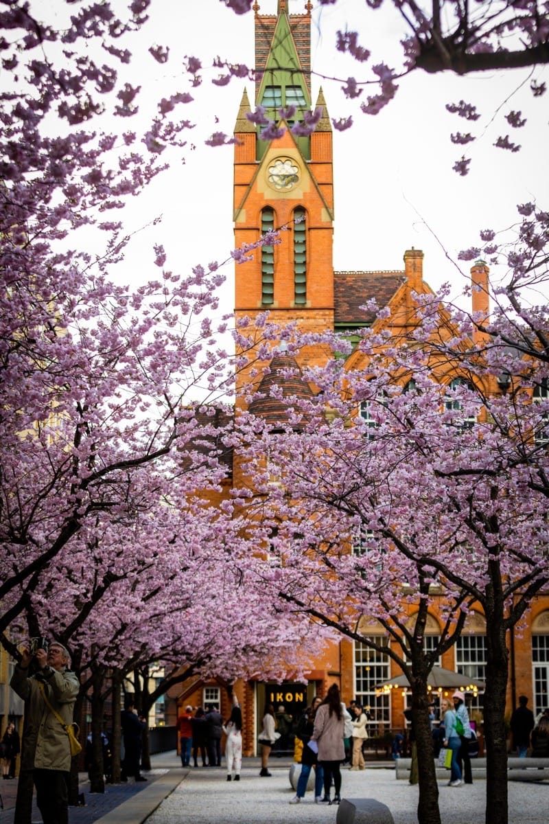 Cherry Blossom, Oozell's Square, Birmingham, March 2023