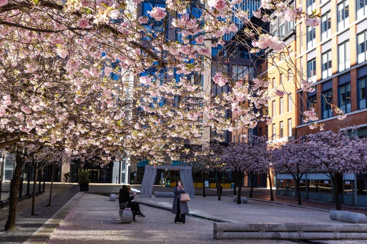 Blossom memories from Oozells Square
