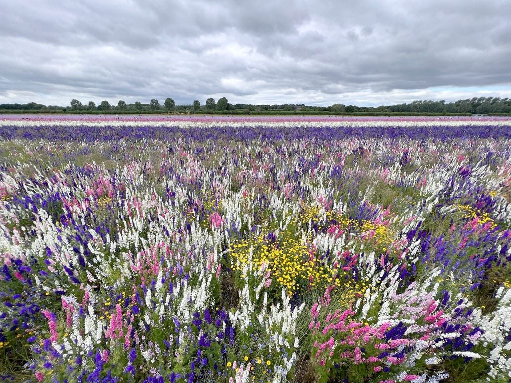 Day out to the Confetti fields and Pershore old bridge