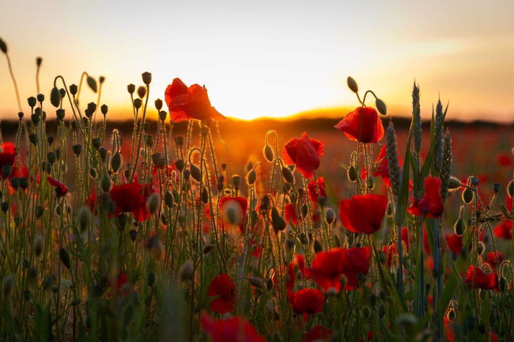 #RHSPhotoComp – Winner