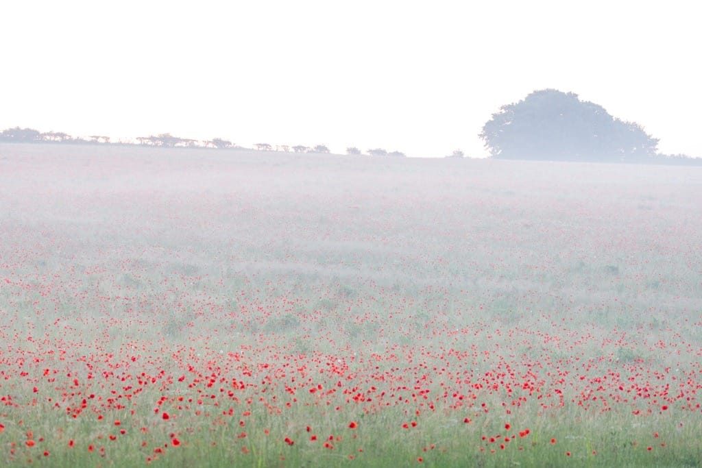 Poppy field, Kinver, June, 2024