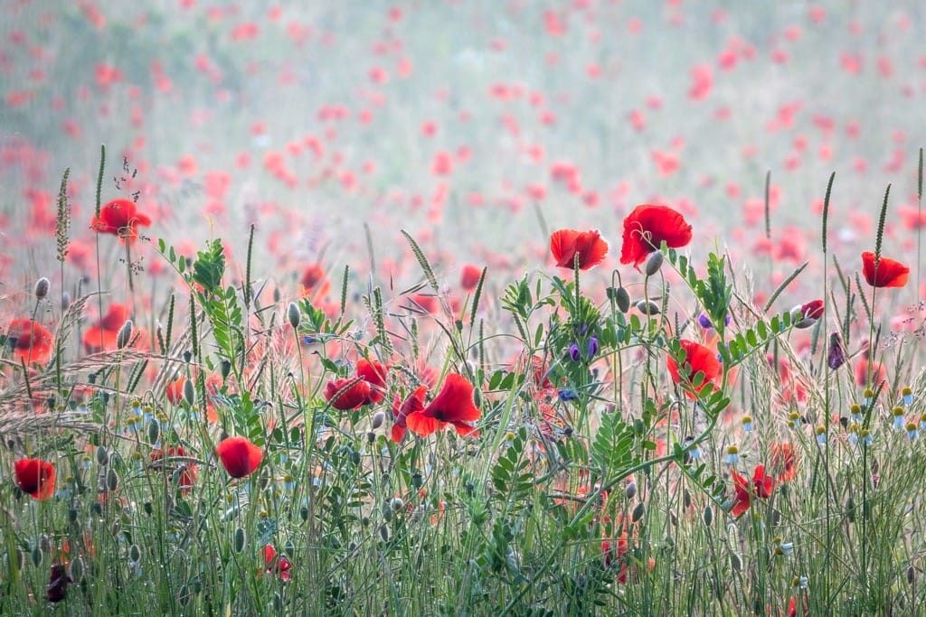 Winner of the first Wildflower Photographer of the Year competition