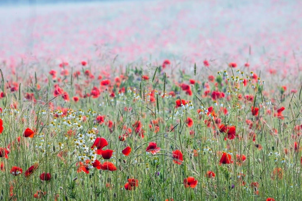 Poppy field, Kinver, June, 2024