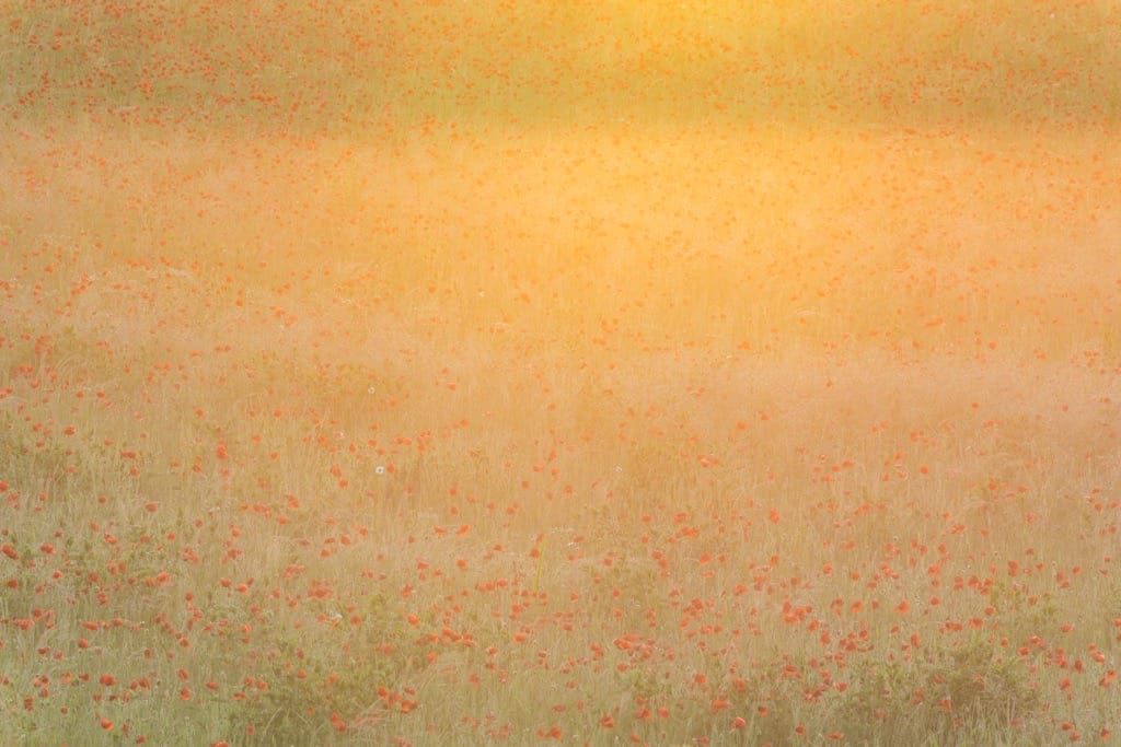 Poppy field, Kinver, June, 2024