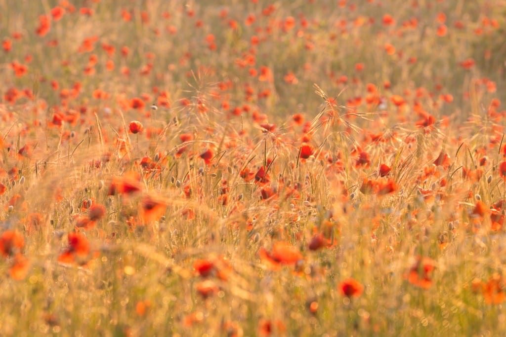 Poppy field, Kinver, June, 2024