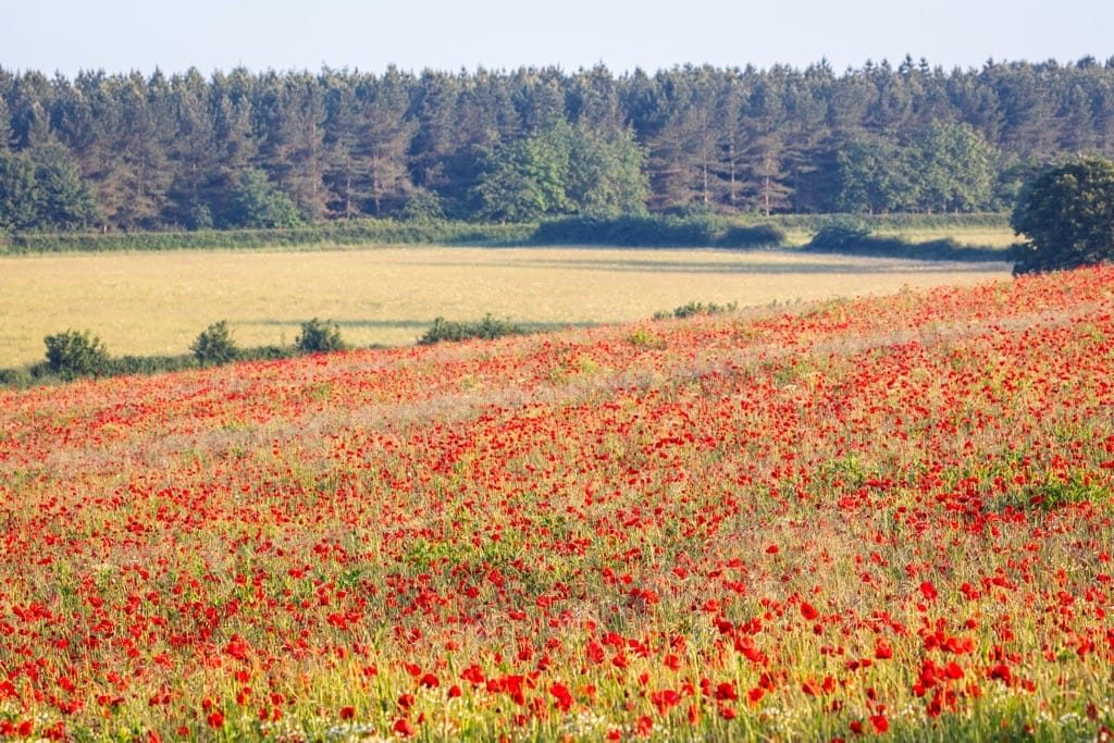 Poppy field, Kinver, June, 2024