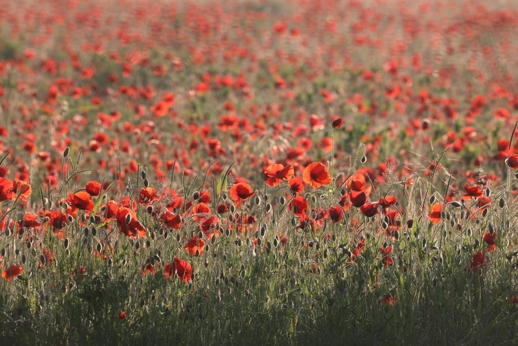 Poppy field, Kinver, June, 2024