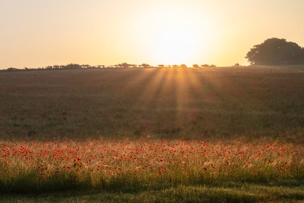 Poppies on the morning edge