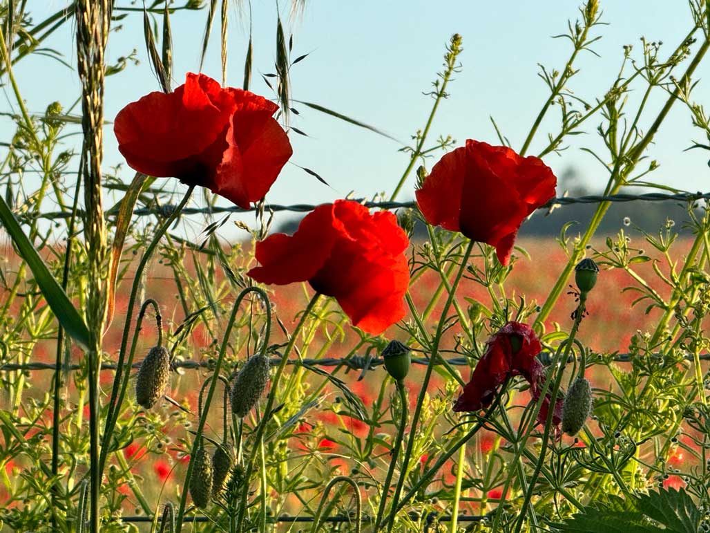 Poppy field, Kinver, June, 2024