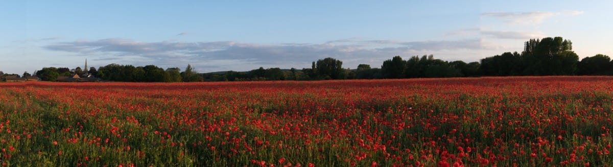 Poppy Field, Witherley, Atherstone, May 2025