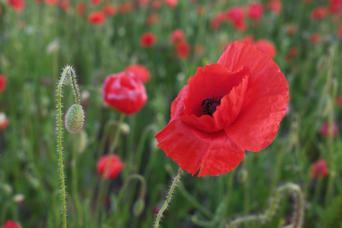 Poppy Field, Witherley, Atherstone, May 2025