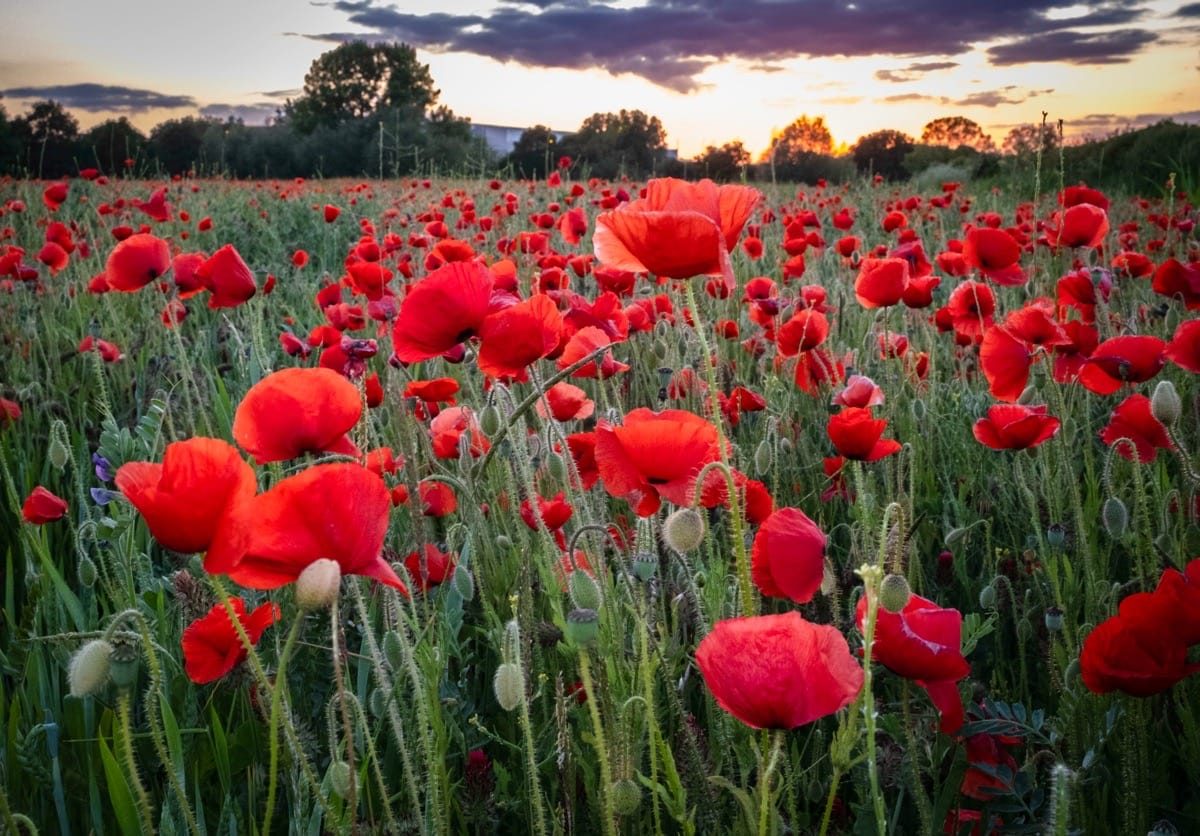 Poppy Field, Witherley, Atherstone, May 2025