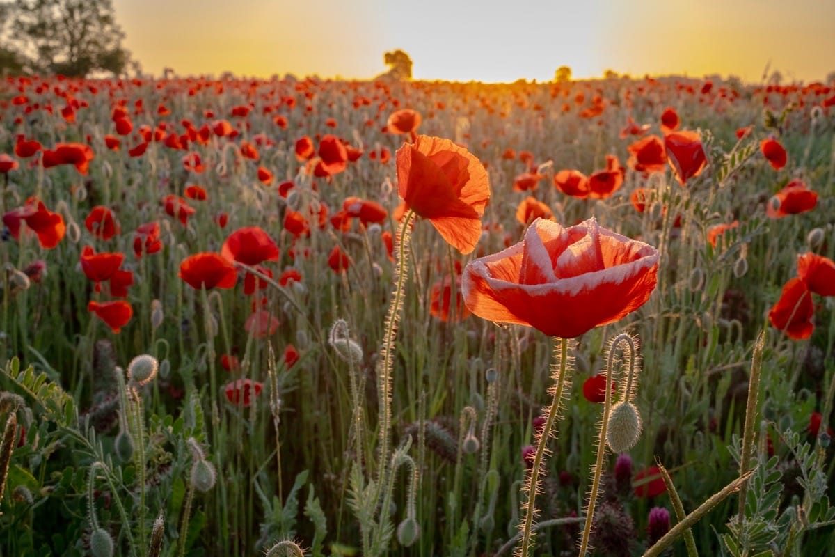 Poppy Field, Witherley, Atherstone, May 2025