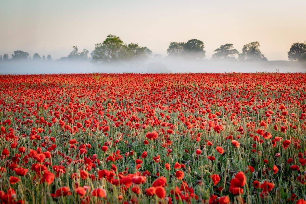 Poppy Field, Witherley, Atherstone, May 2025