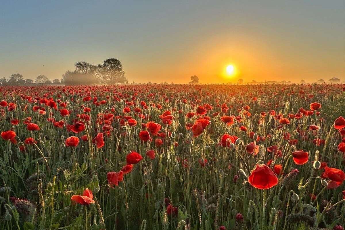 Poppies in the Light: Witherley at Sunset and Sunrise