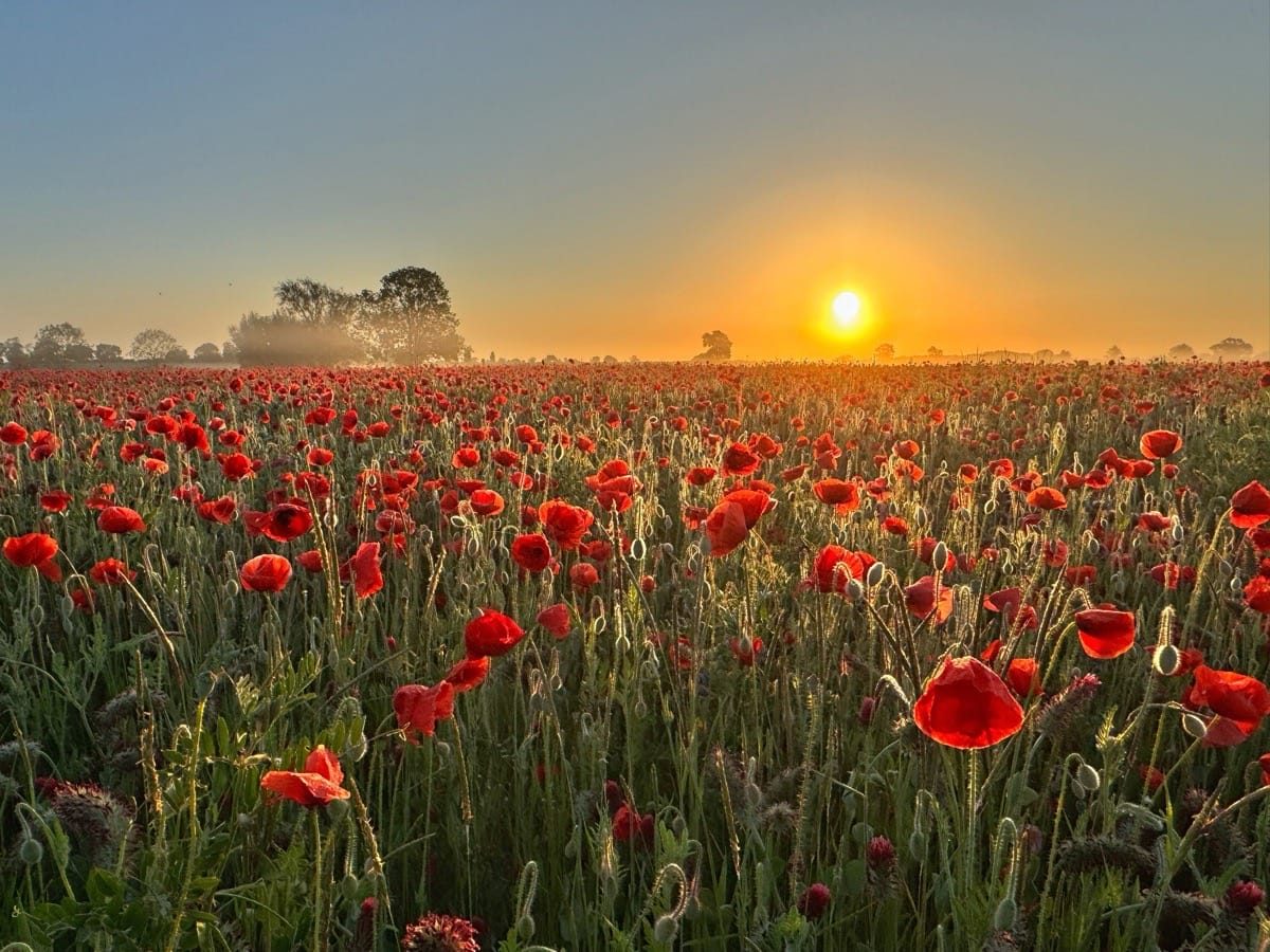 Poppies in the Light: Witherley at Sunset and Sunrise
