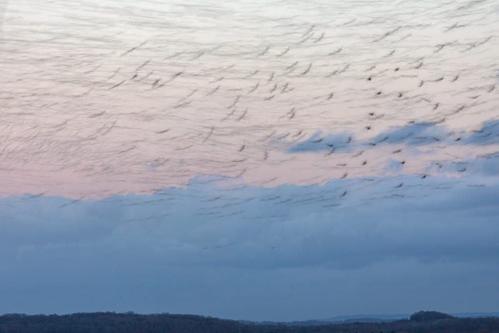 Starling murmuration, Redditch, February 2023