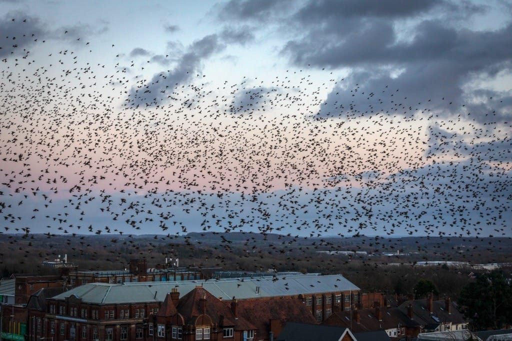 Starling murmuration, Redditch, February 2023
