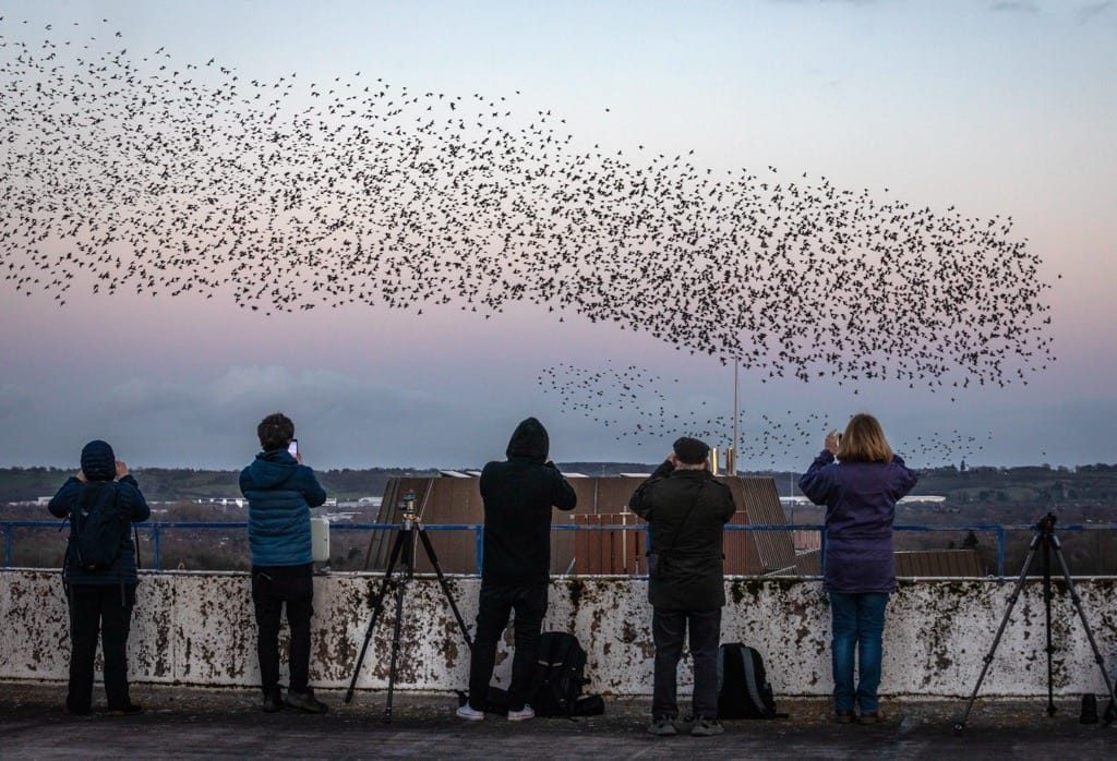 Watching and photographing a starling murmuration