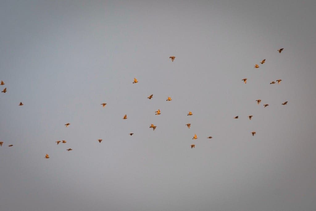 Starling murmuration, Redditch, February 2023