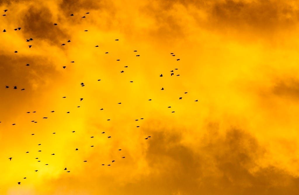 Starling murmuration, Redditch, February 2023