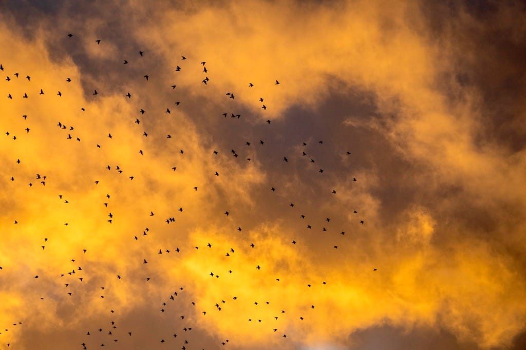 Starling murmuration, Redditch, February 2023