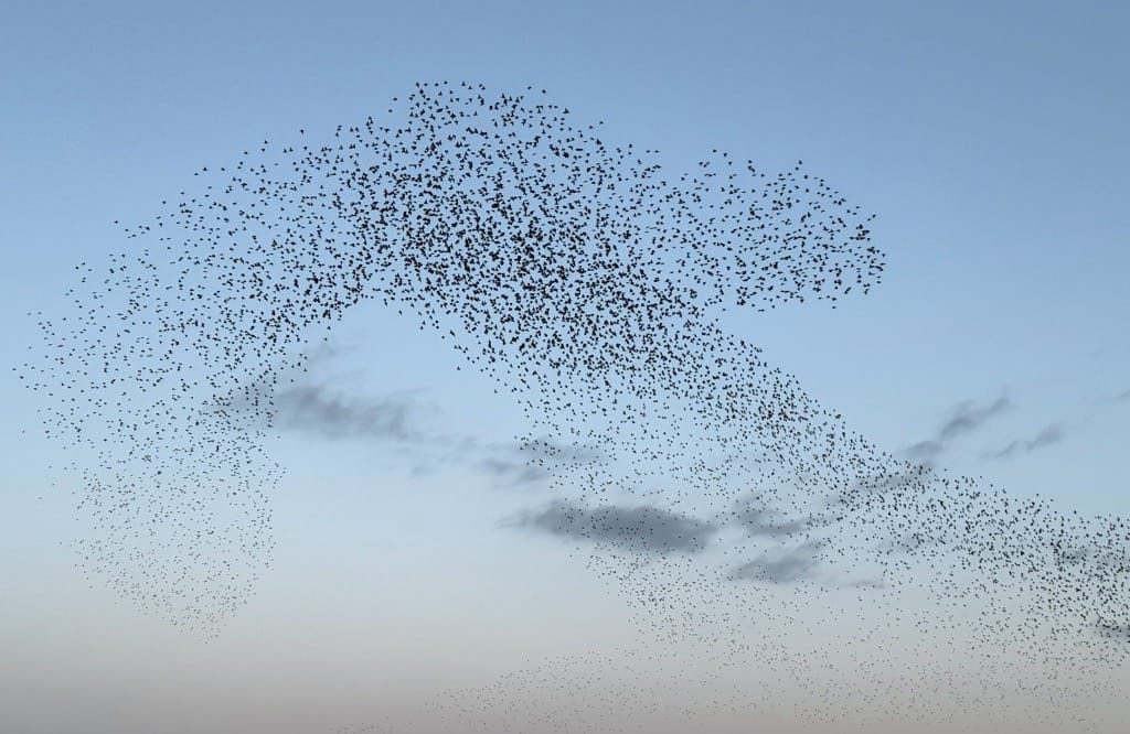 Starling murmuration, Redditch, February 2023