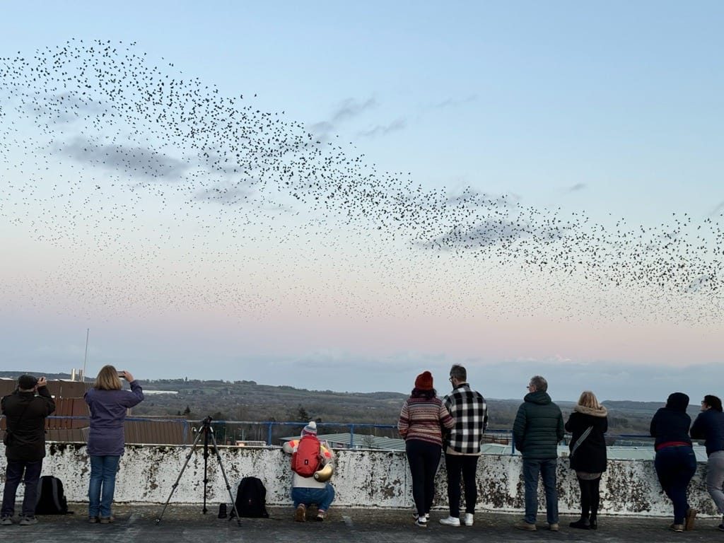Starling murmuration, Redditch, February 2023