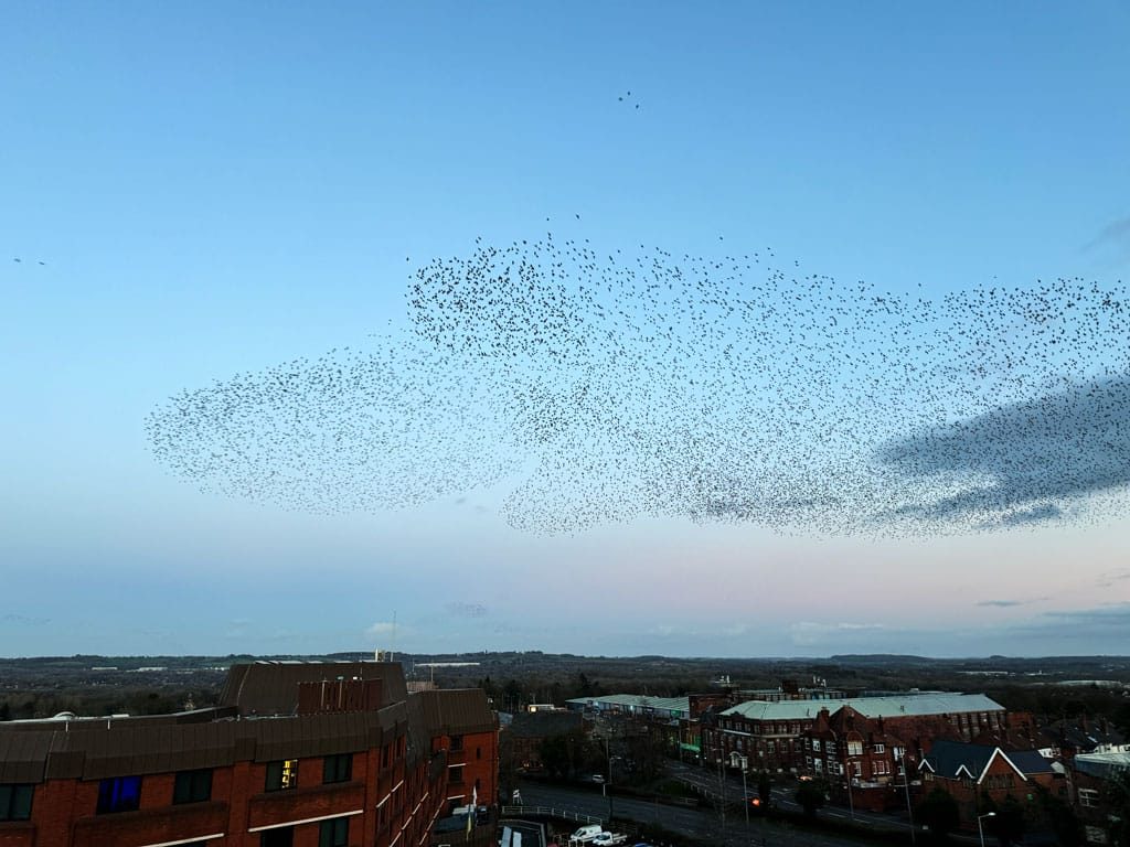 Starling murmuration, Redditch, February 2023